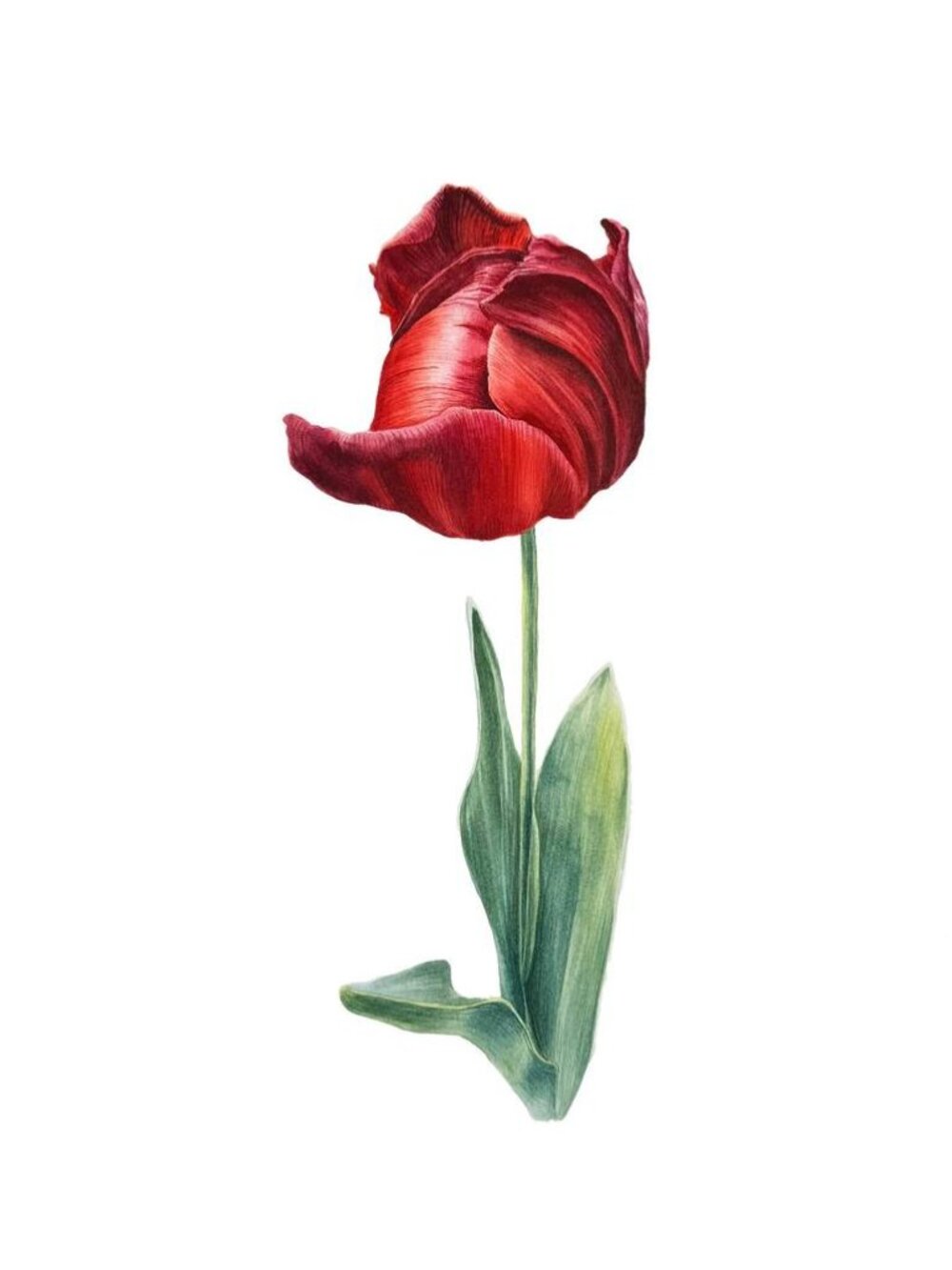 Tulip print on canvas
